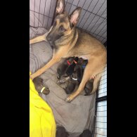 Belgian Shepherd Dog (Tervuren) - Both