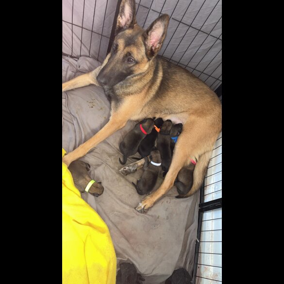 Belgian Shepherd Dog (Tervuren) - Both