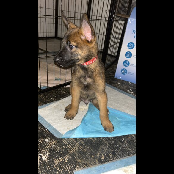 Belgian Shepherd Dog (Tervuren) - Both