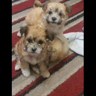 Bichon Frise - Both