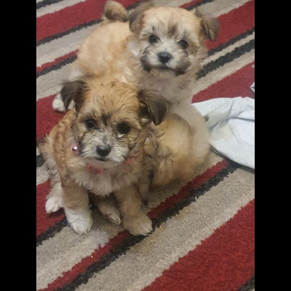 Bichon Frise - Both