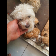 Bichon Frise - Both