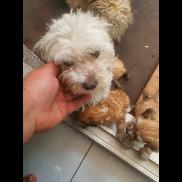 Bichon Frise - Both