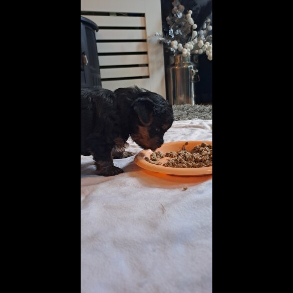 Biewer Terrier - Dogs