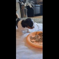 Biewer Terrier - Dogs