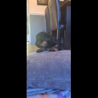 Biewer Terrier - Dogs