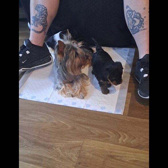 Biewer Terrier - Dogs