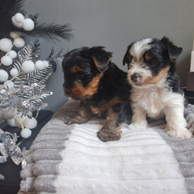 Biewer Terrier - Dogs