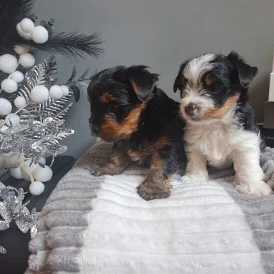 Biewer Terrier - Dogs