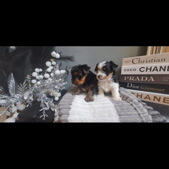 Biewer Terrier - Dogs