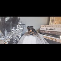 Biewer Terrier - Dogs