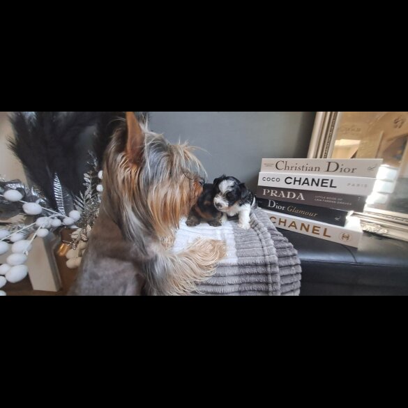 Biewer Terrier - Dogs