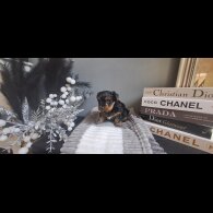 Biewer Terrier - Dogs