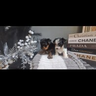 Biewer Terrier - Dogs