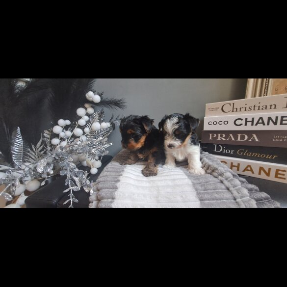 Biewer Terrier - Dogs
