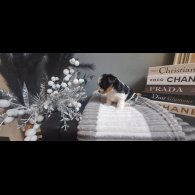 Biewer Terrier - Dogs