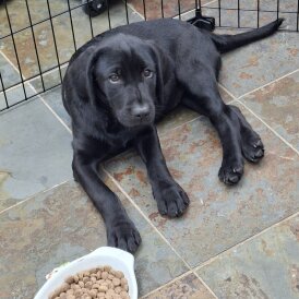 Labrador Retriever - Dogs