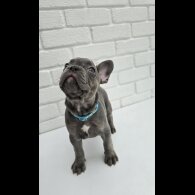 French Bulldog - Both