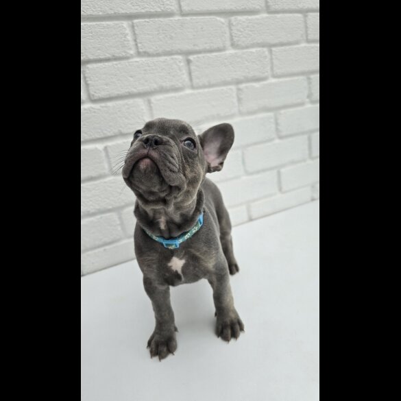 French Bulldog - Both