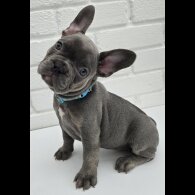 French Bulldog - Both