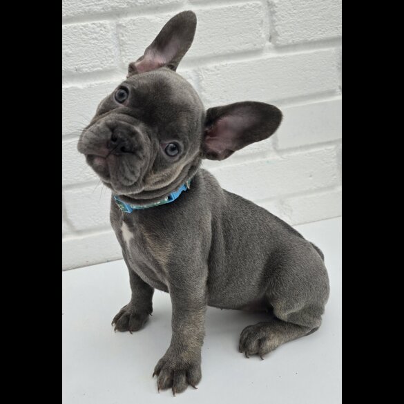 French Bulldog - Both