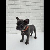 French Bulldog - Both