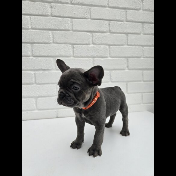 French Bulldog - Both