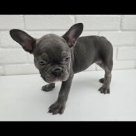 French Bulldog - Both