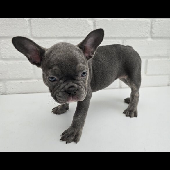 French Bulldog - Both