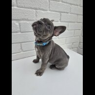 French Bulldog - Both