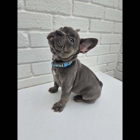 French Bulldog - Both