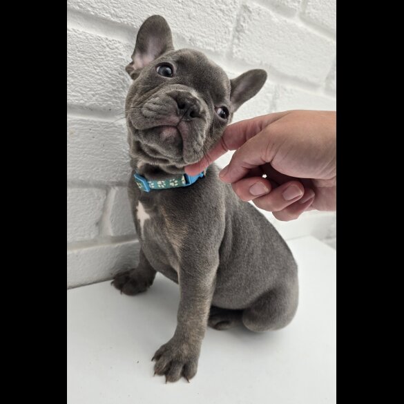 French Bulldog - Both