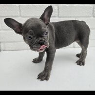 French Bulldog - Both