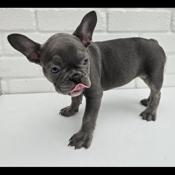 French Bulldog - Both