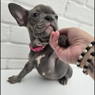 French Bulldog - Both