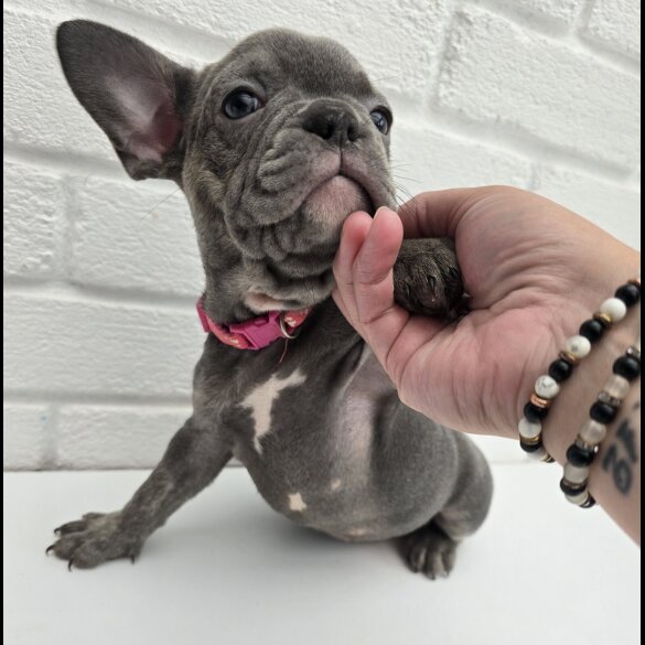 French Bulldog - Both