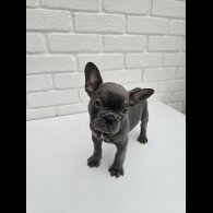 French Bulldog - Both