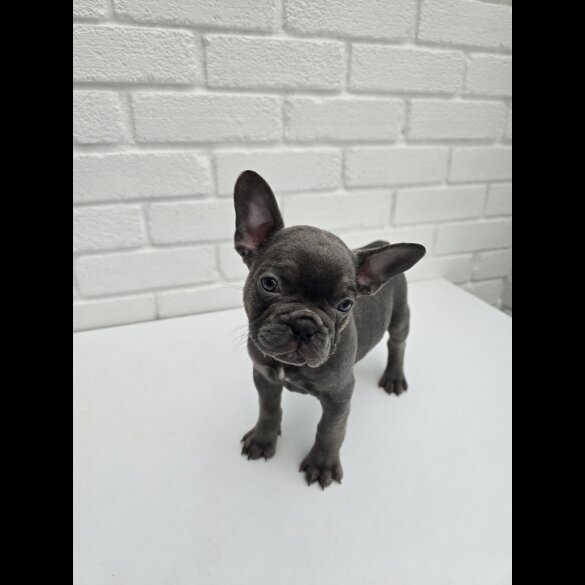 French Bulldog - Both