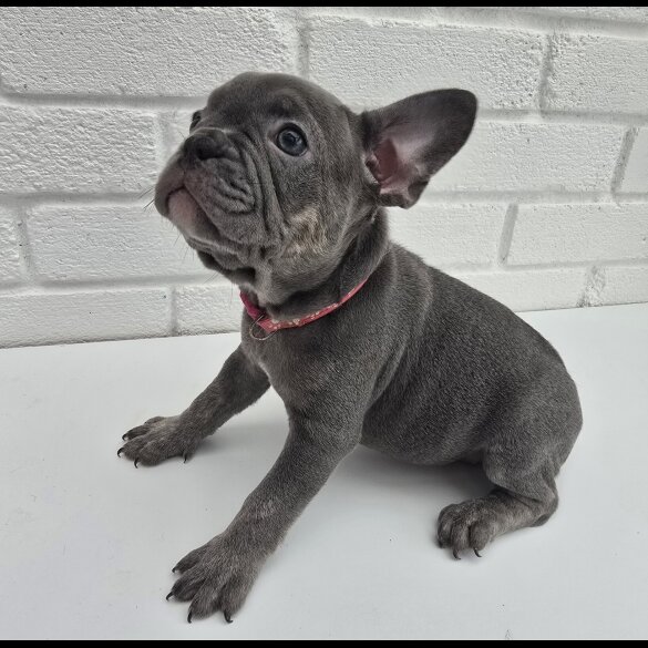 French Bulldog - Both