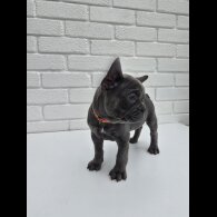 French Bulldog - Both