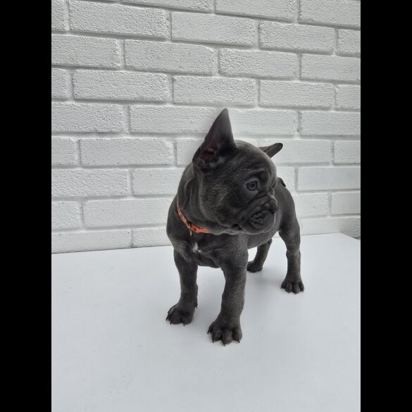 French Bulldog - Both