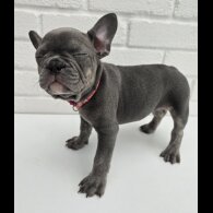 French Bulldog - Both