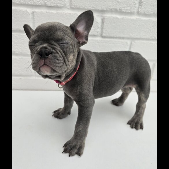 French Bulldog - Both