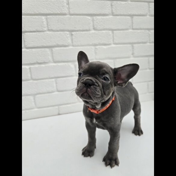 French Bulldog - Both