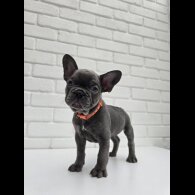 French Bulldog - Both