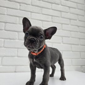 French Bulldog - Both