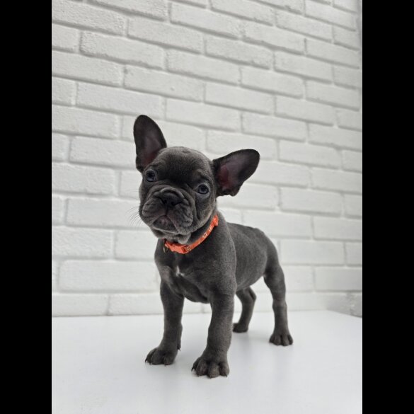 French Bulldog - Both