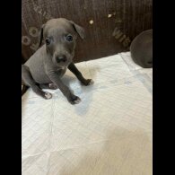 Whippet - Both
