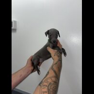 Whippet - Both