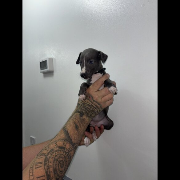 Whippet - Both